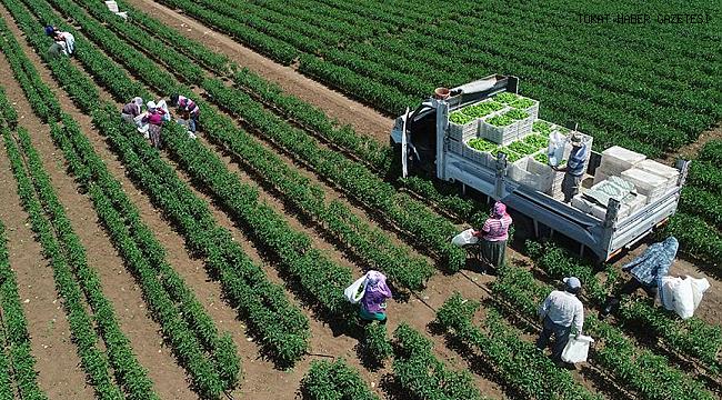 Bitkisel üretimde yeni rekor bekleniyor