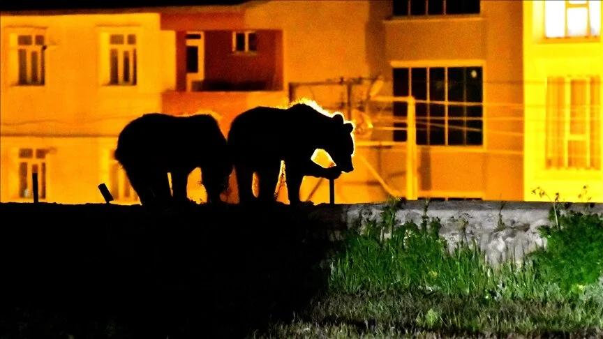 Bozayı'lar ormana yakın mahalleye indi