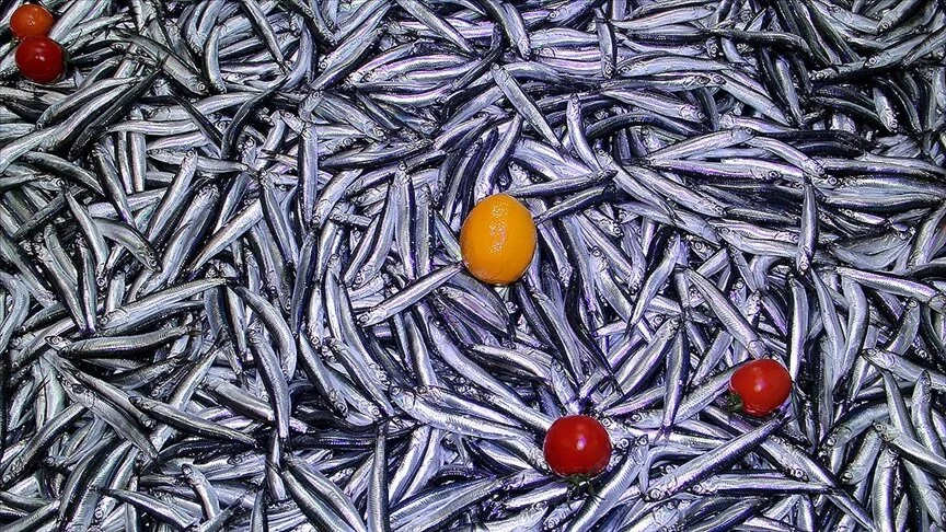 20 ülkeye 3,9 milyon dolarlık hamsi satıldı