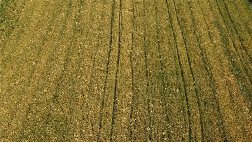 Buğdayda pas hastalığına dikkat
