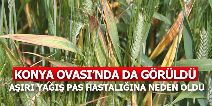 Hububatta pas hastalığı tehlikesi !