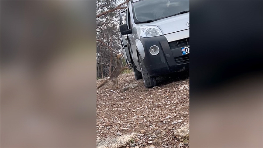 Piknik alanında tilki araca girdi