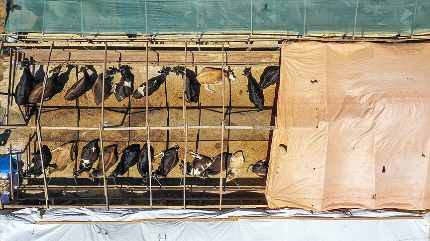 Kurbanlık hayvan sayısında sıkıntı yok