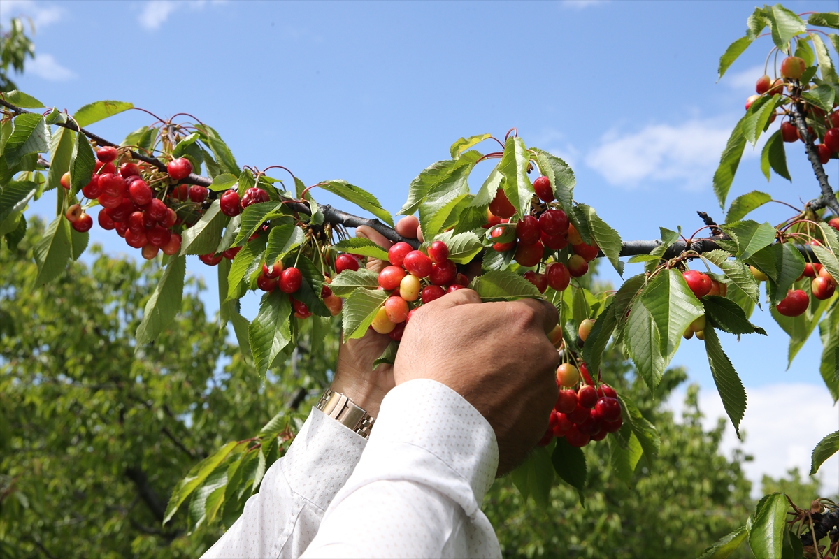Akşehir kirazında yüksek rekolte bekleniyor