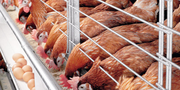 Yumurta ve hindi üretimi arttı