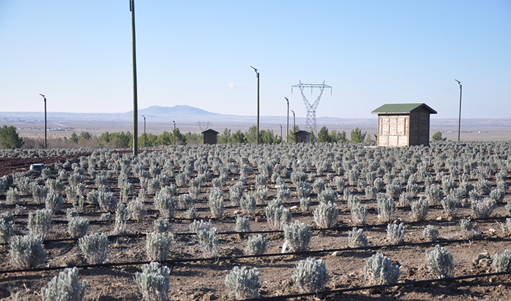 Lavanta geliri öğrencilere burs olarak dönecek
