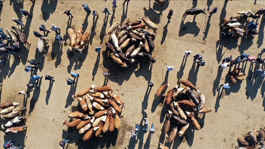 Et ve Süt Kurumu'ndan kurbanlıklarla ilgili karar