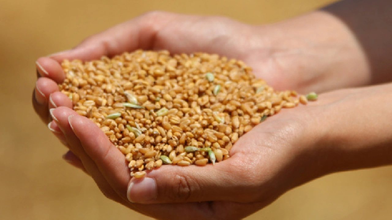 TMO randevu sistemindeki sorun çiftçiyi isyan ettirdi