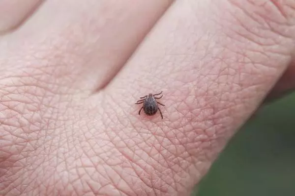Keneye çıplak elle dokunmayın