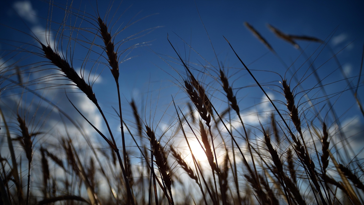 Tahıl Koridoru'ndaki anlaşmazlık hububat fiyatlarını etkiler mi?