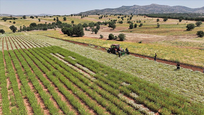 Konya'da kekik hasadı yapılıyor