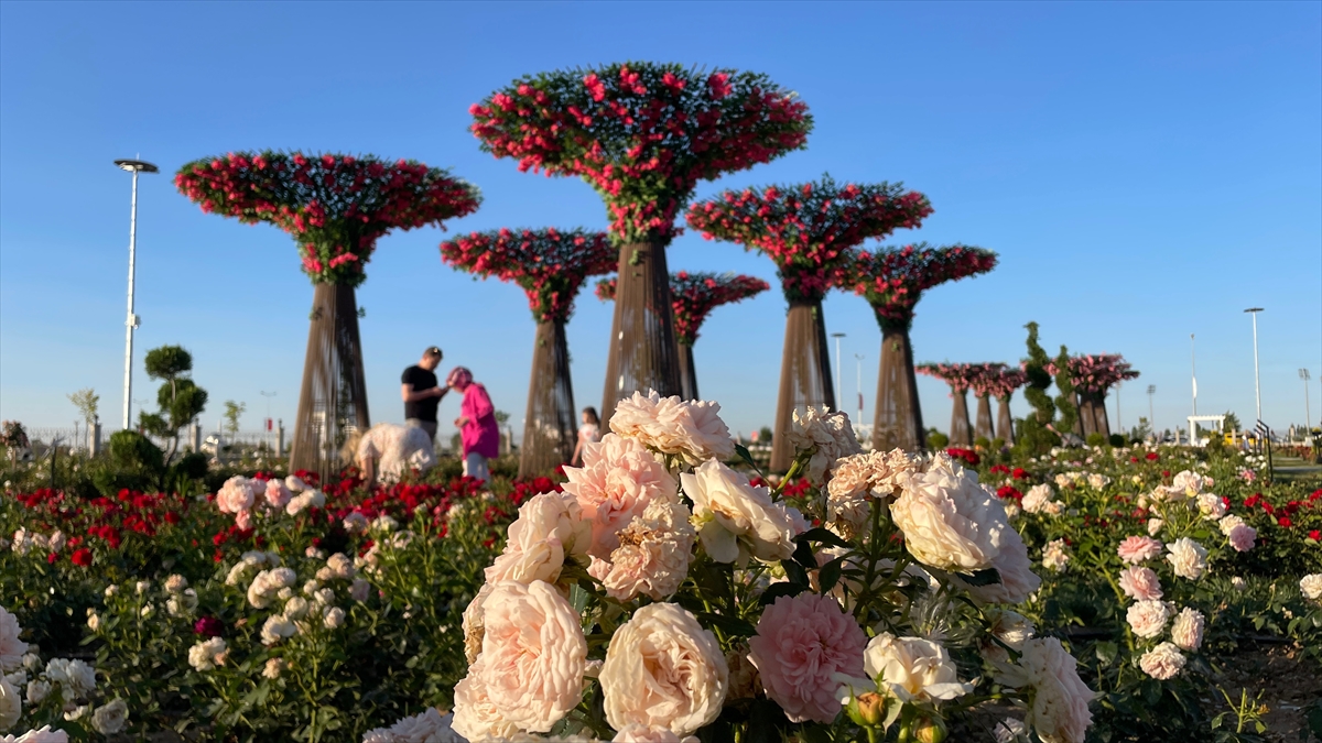 Burada tam 190 çeşit gül yetiştiriliyor