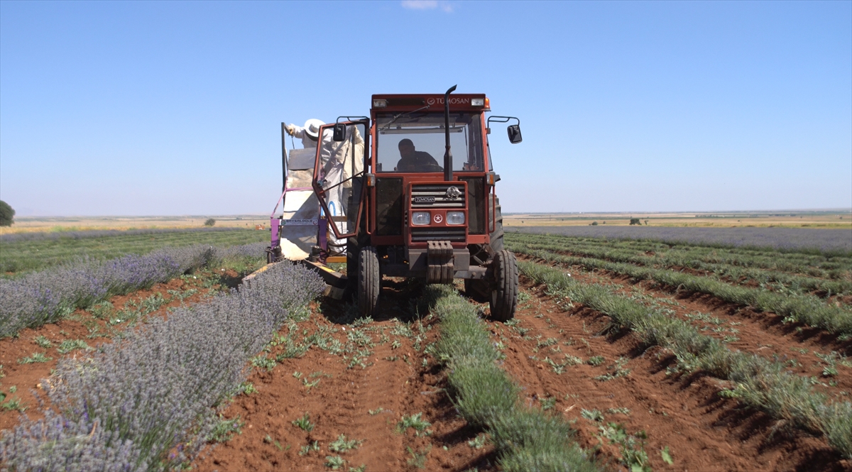 Güneysınır'da lavanta hasadı