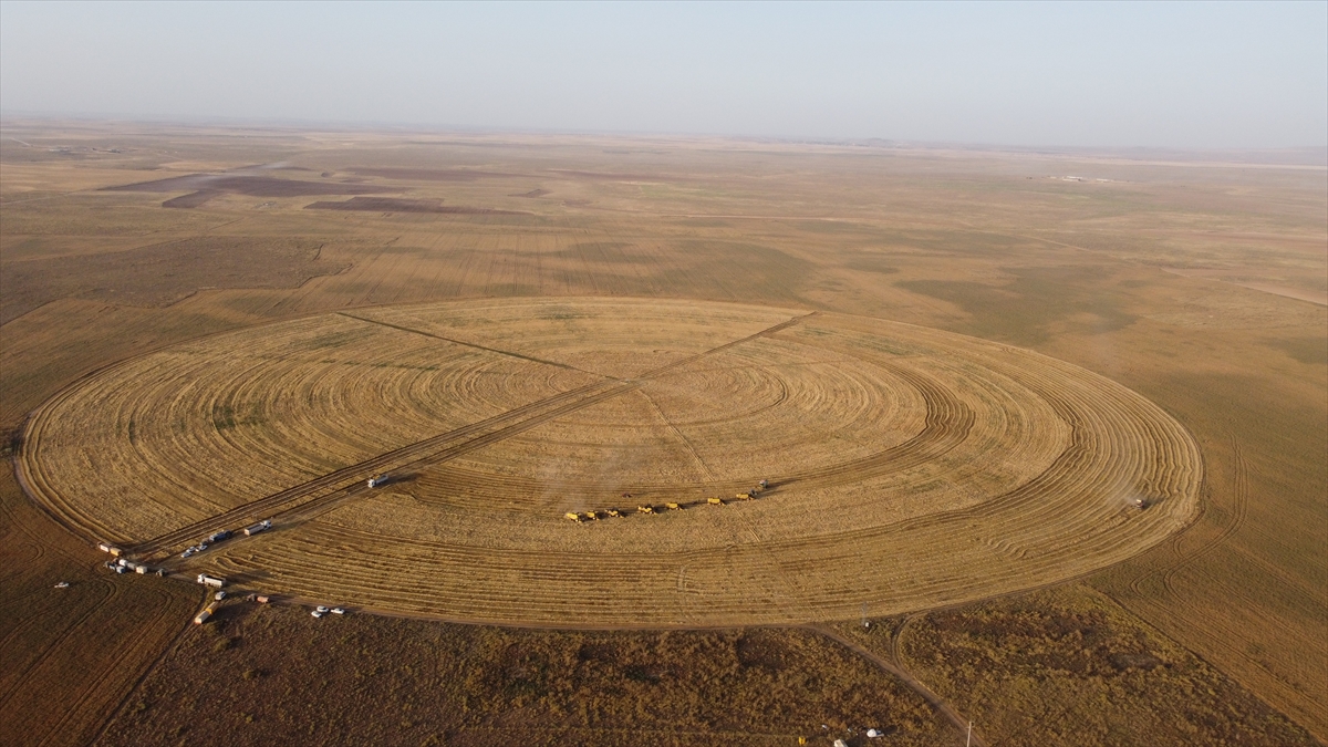 Bu tarlalardan en yüksek rekolte bekleniyor