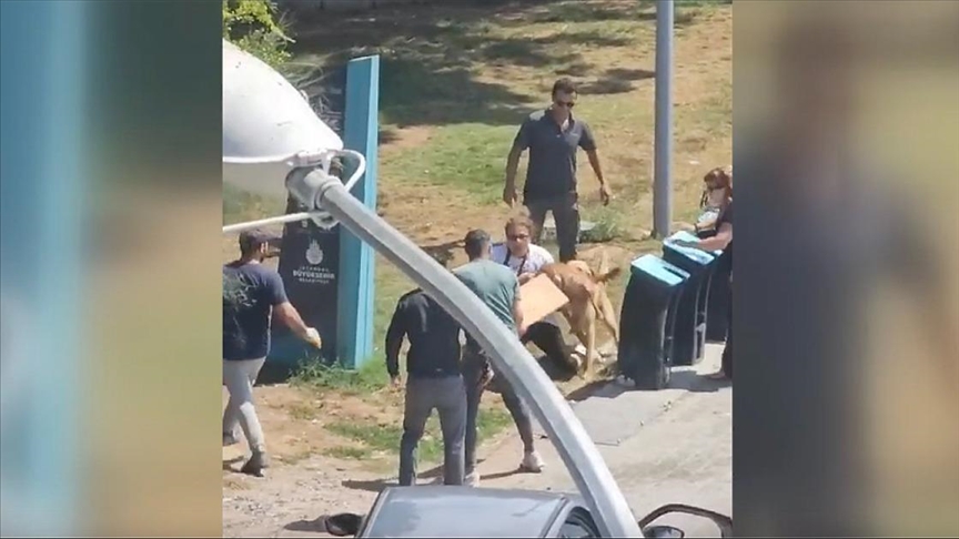 Tasmasız gezen köpek saldırdı