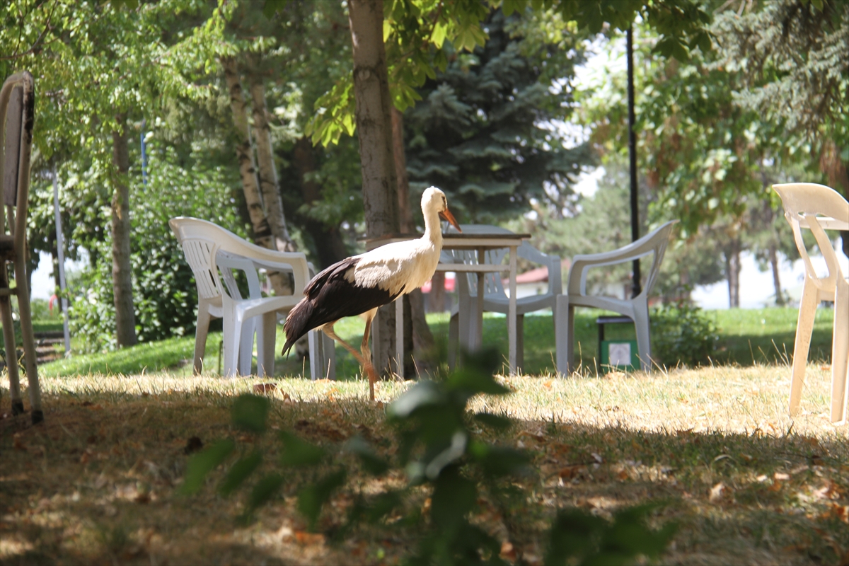 Yavru leylek parkta gezinti yaptı