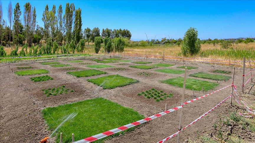 Yeni çim çeşitleri Van koşuları ile uyum sağladı