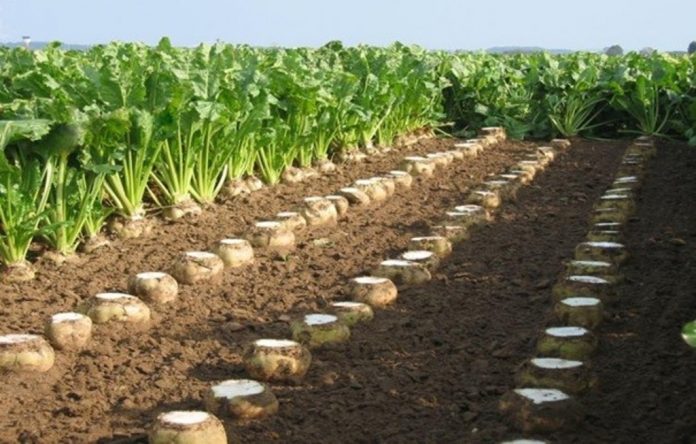 Pancar üreticisinin sulama avansları ödeniyor