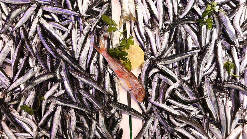 Bu yıl palamut az, hamsi bol