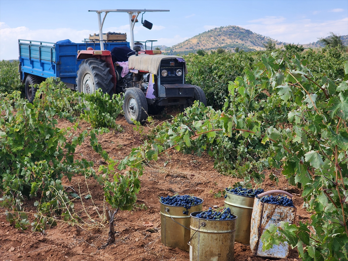 Güneysınır'ın ekşikara üzümü kurutulma aşamasında