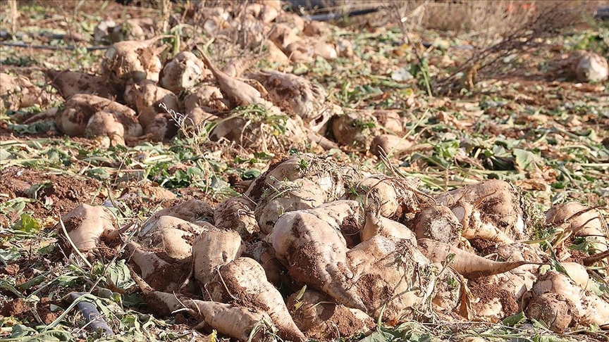 Şeker pancarı alım fiyatı açıklandı