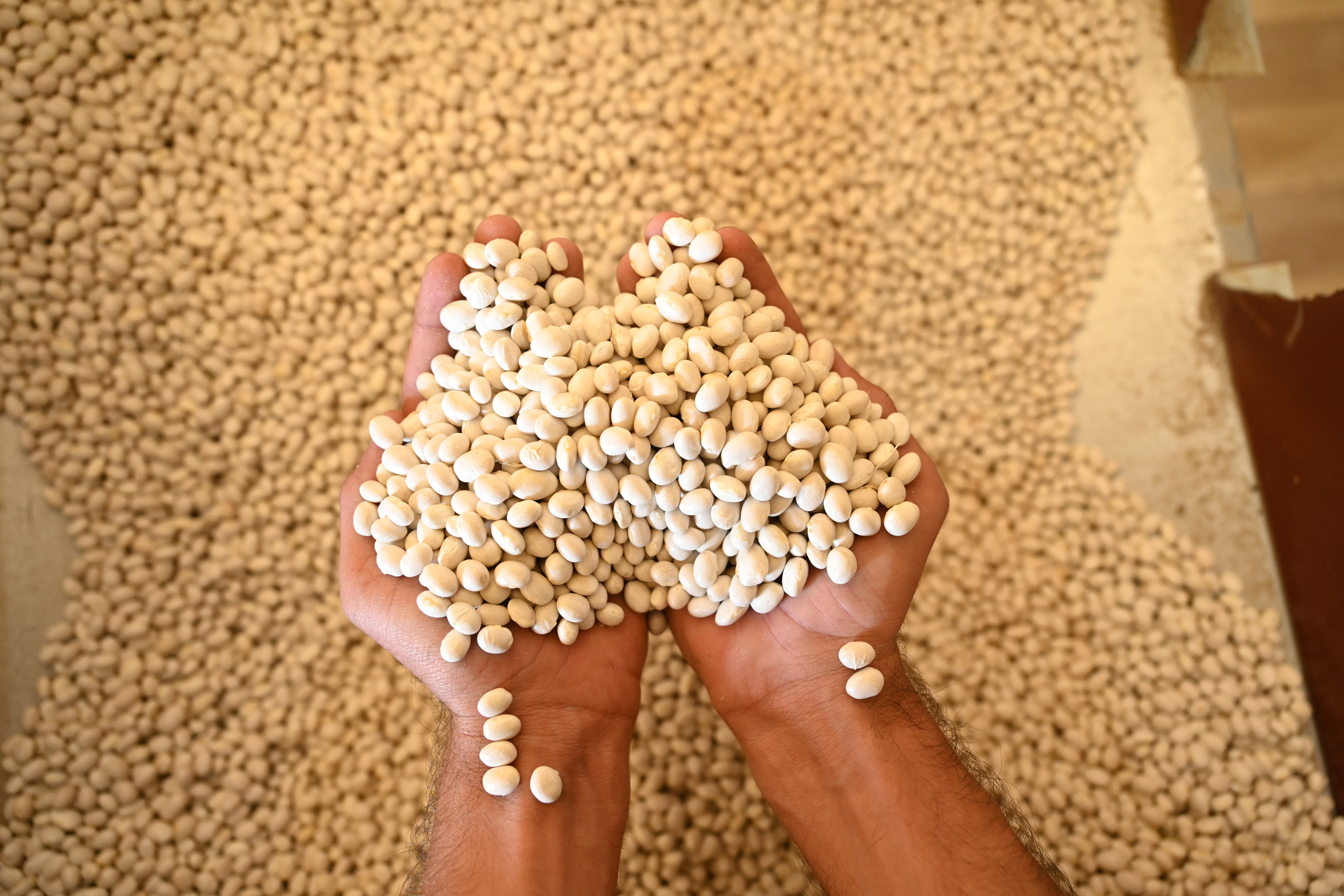 Akçabelen Fasulyesi dünya markası olma yolunda