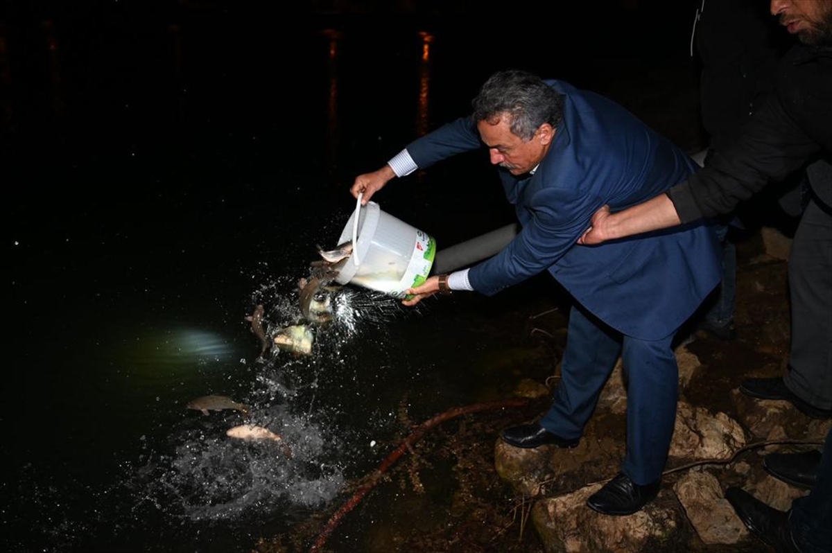 Milyonlarca yavru sazan bırakıldı