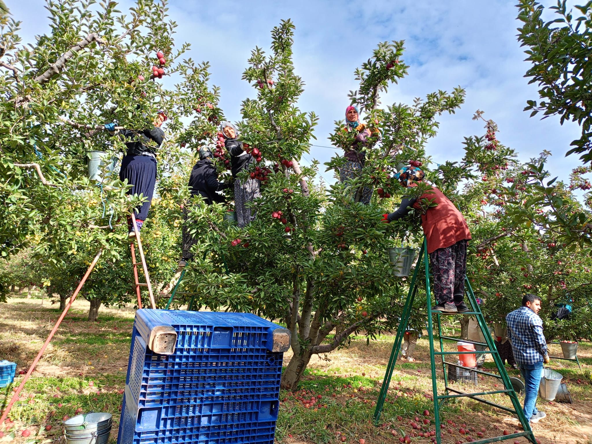 Beyşehir'de elma hasadı devam ediyor