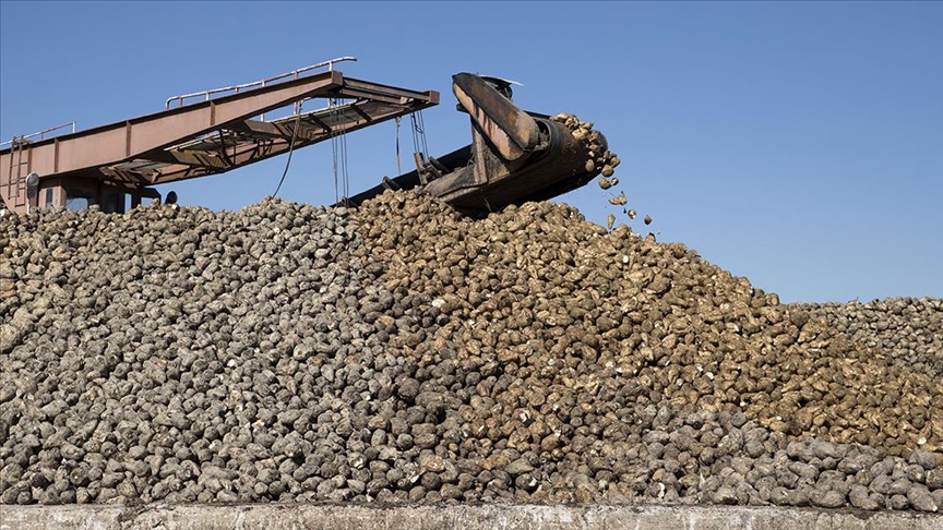 Şeker üretimi ihtiyacı karşılayacak seviyede