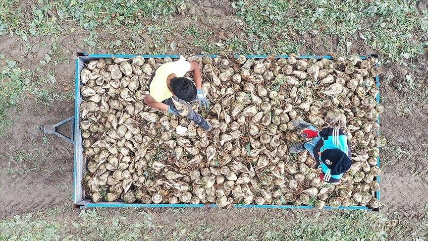 Pancar üreticilerine hasat avans ödemesi