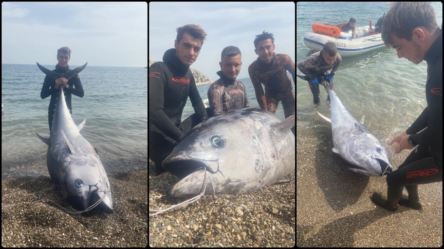 150 kilogramlık orkinos avlandı