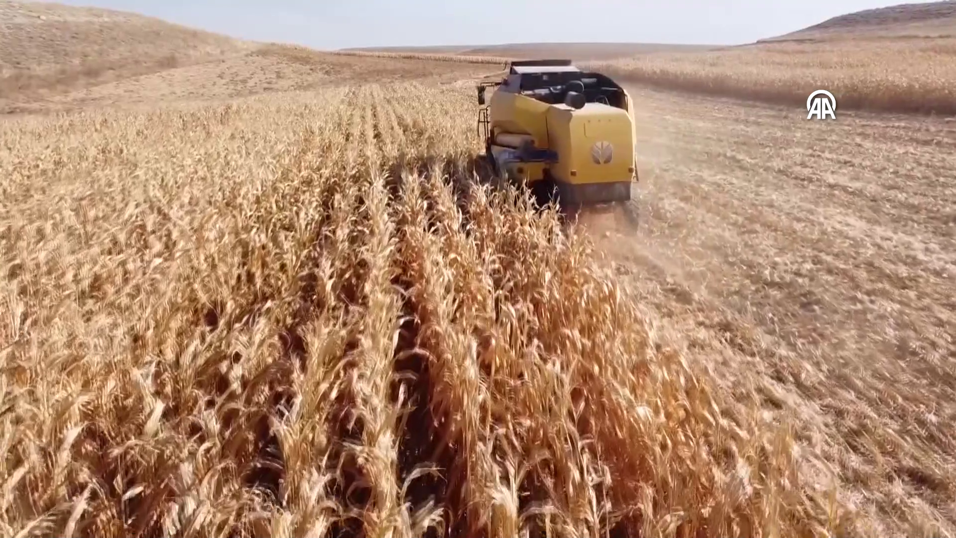 Bu yıl sıcaklar mısırı da etkiledi