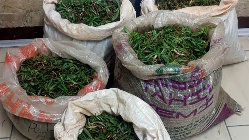 Salep soğanına 244 bin lira ceza