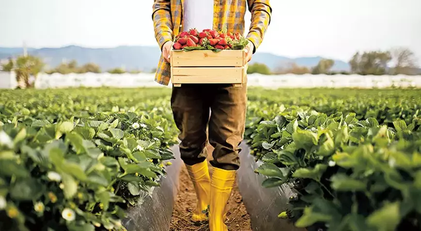 Çiftçilere destekleme ödemesi yapılacak