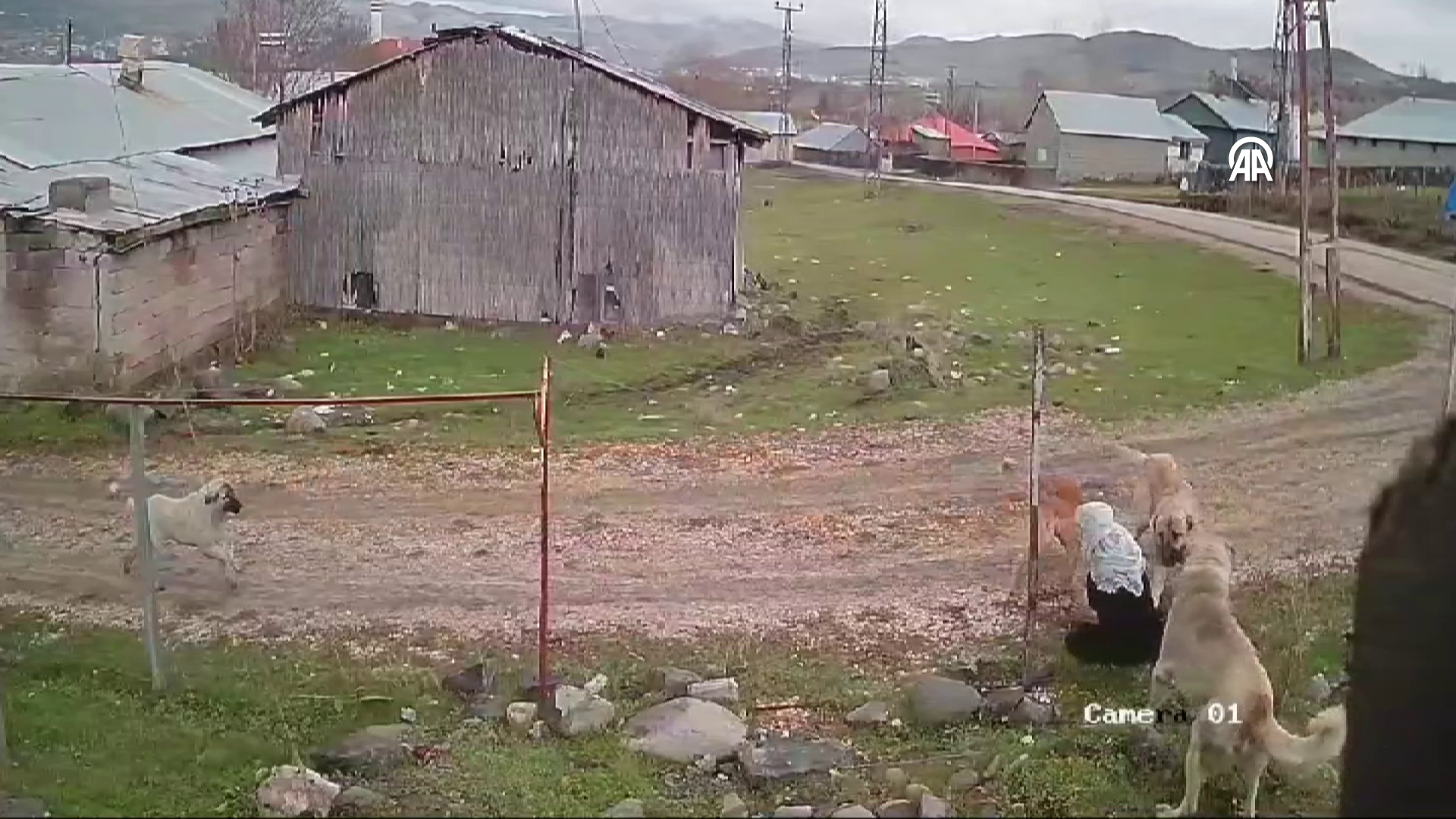 Köpeğin saldırısına uğrayan kadın yaşadıklarını anlattı