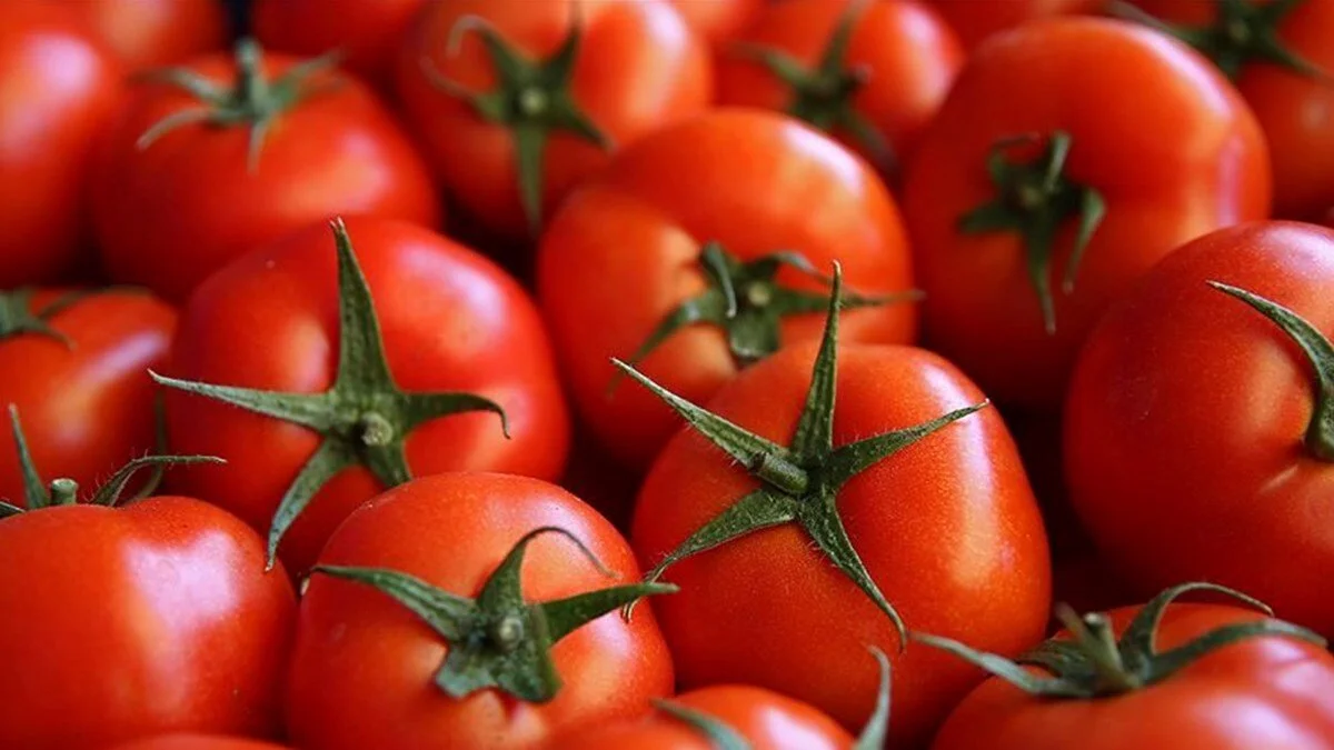 Domates ihracatında artış hızlandı