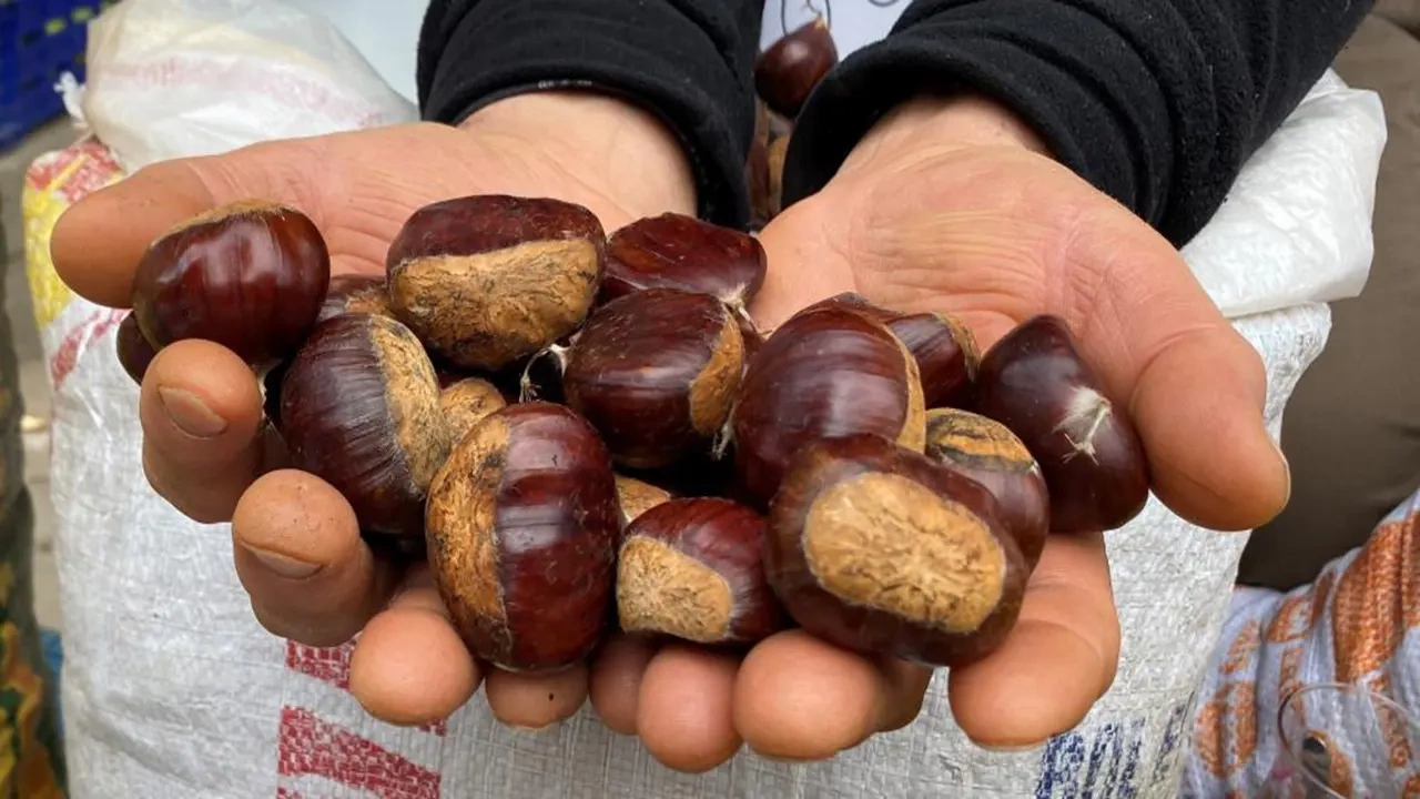 Kestane ithalatı gözetim altında