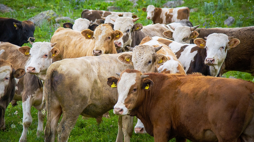 19,7 milyon büyük ve küçükbaş hayvan sigortalandı