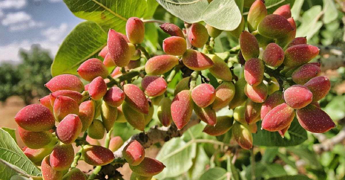 Antep fıstığı üreticileri umduğunu bulamadı