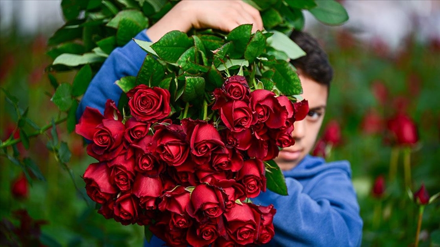 14 Şubat yaklaşırken gül hasadı yoğunlaştı