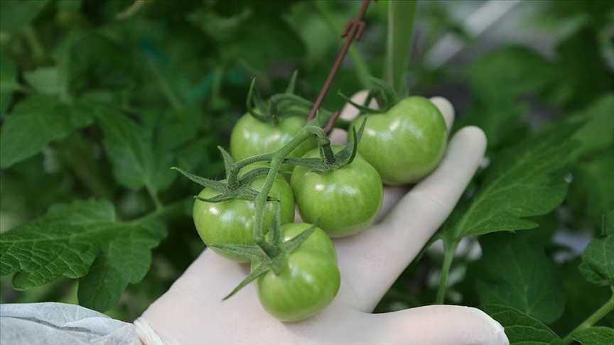 Nevşehir'den Hollanda'ya domates ihracatı