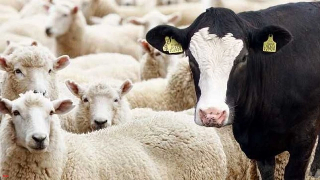 Büyük ve küçükbaş hayvan sayısı açıklandı