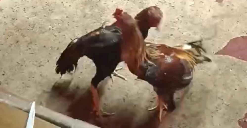 Horoz dövüşüne polis baskını