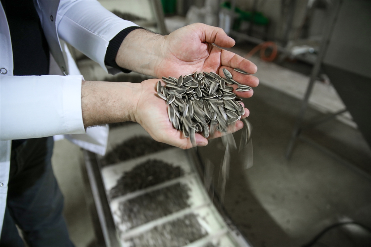 Çerezlik ayçiçeği üretimi artıyor