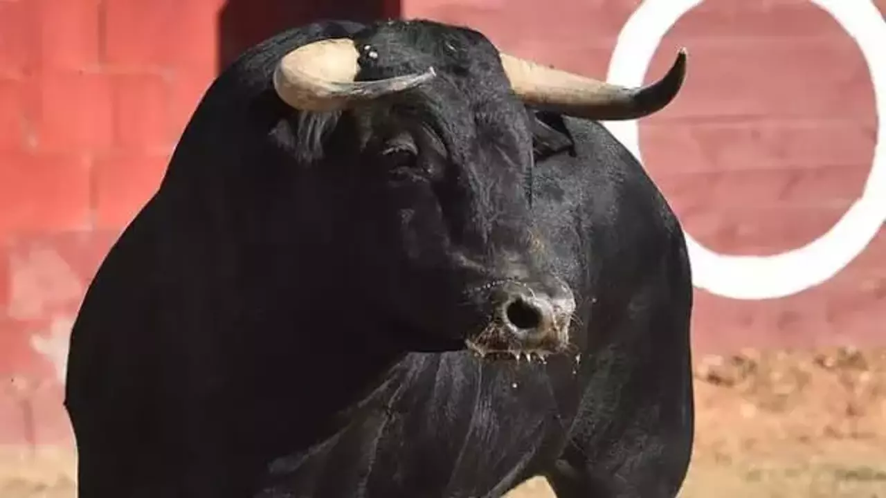 Besicilere boğa saldırdı