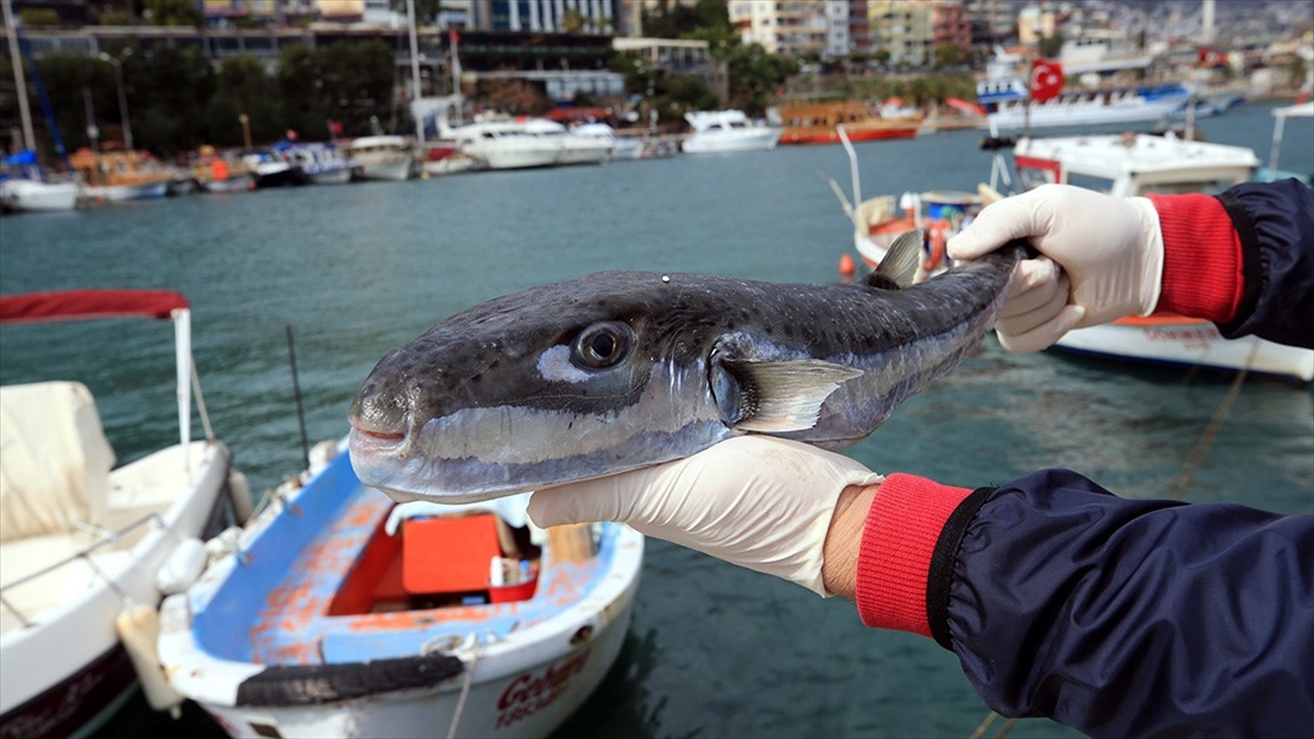 Balon balığı avcılığı için destekleme tutarları arttı
