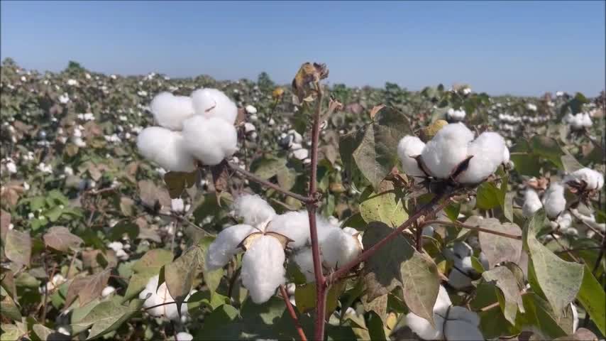 Pamuk üreticisine destekleme ödemeleri