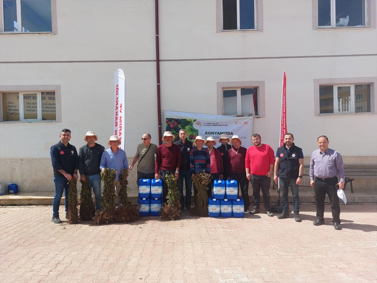 Çiftçilere ücretsiz böğürtlen fidanı