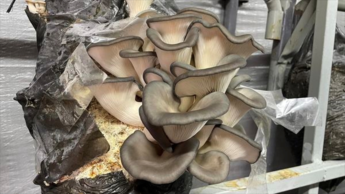 Mantar üretimi yaygınlaşıyor