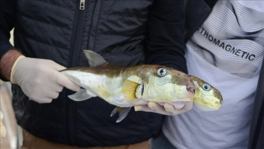 Balon balığı avlayanlara destek verilecek